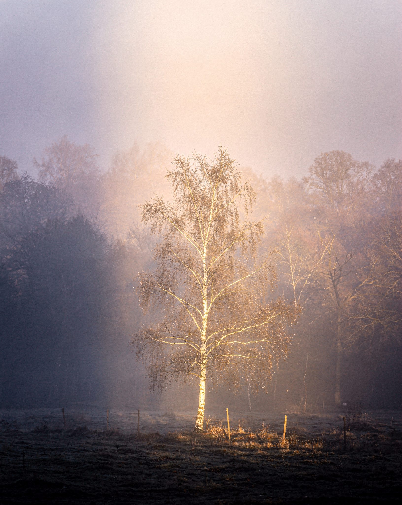 Fontainebleau Forest Near Paris: 5 Dreamlike Escapes