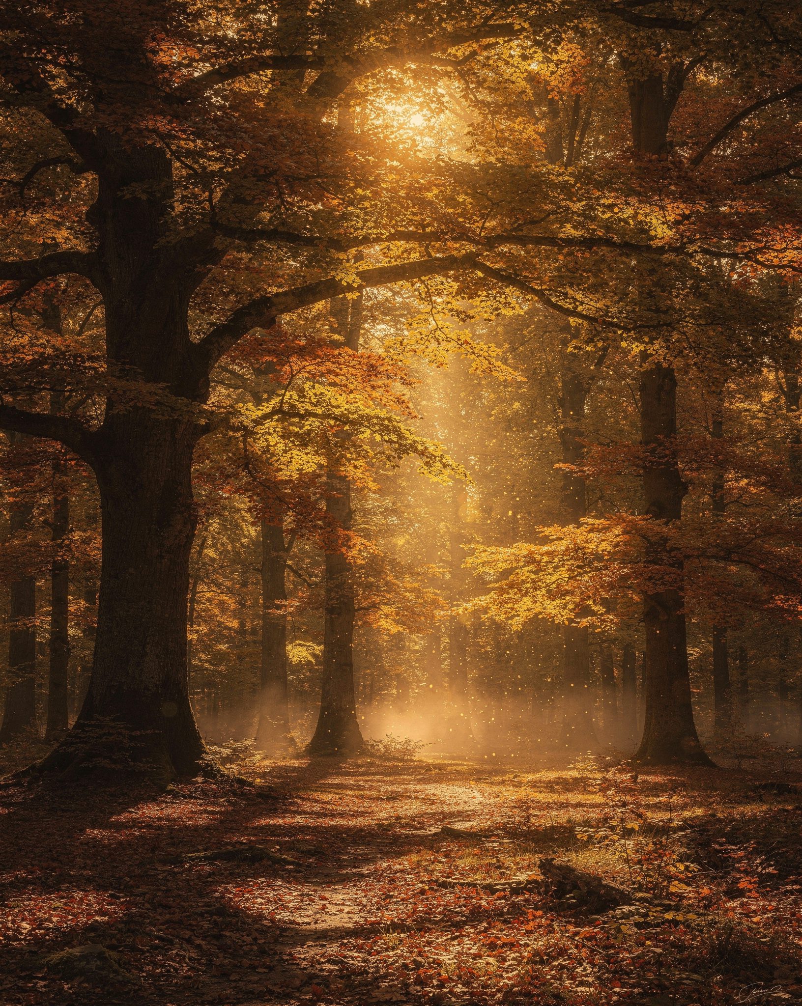 Fontainebleau Forest Near Paris: 5 Dreamlike Escapes