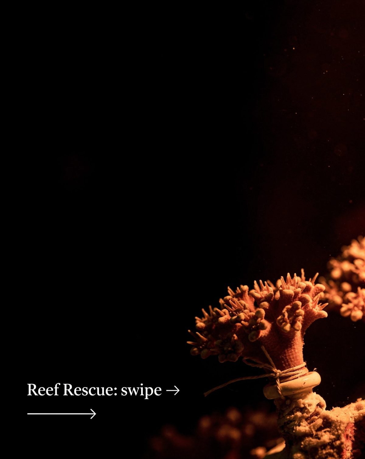 Coral Reef Restoration: 5 Ways to Save Dying Reefs