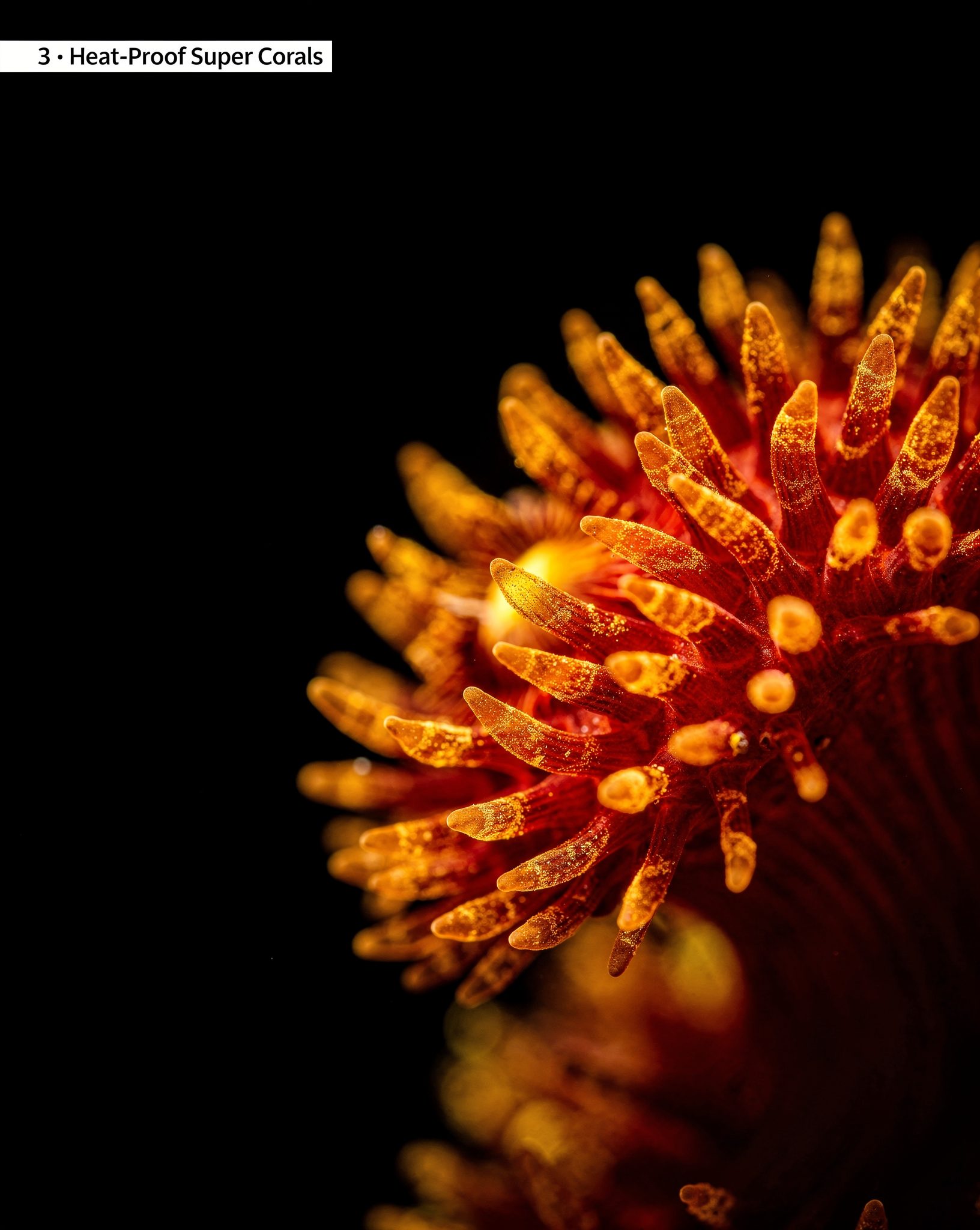 Coral Reef Restoration: 5 Ways to Save Dying Reefs