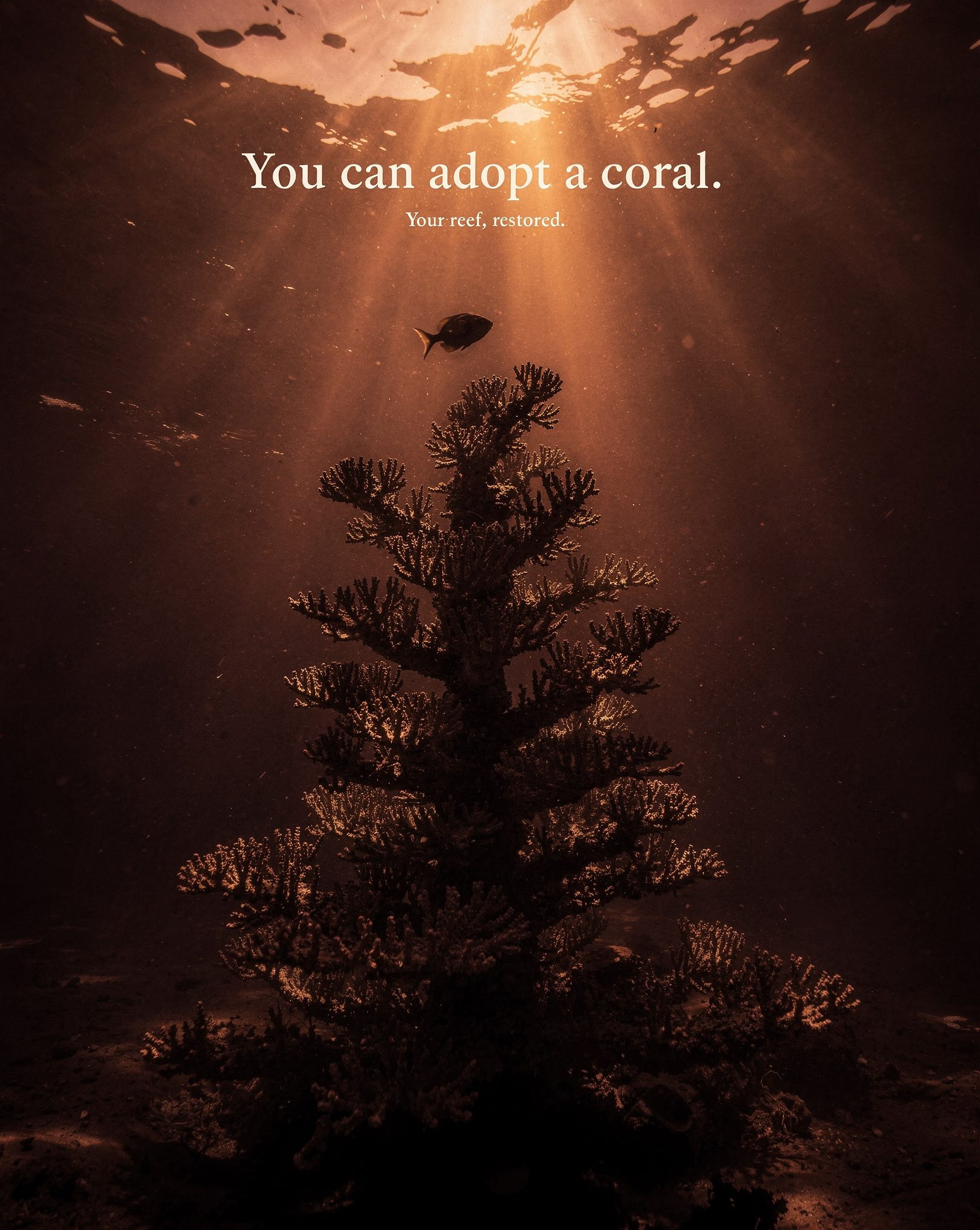 Coral Reef Restoration: 5 Ways to Save Dying Reefs