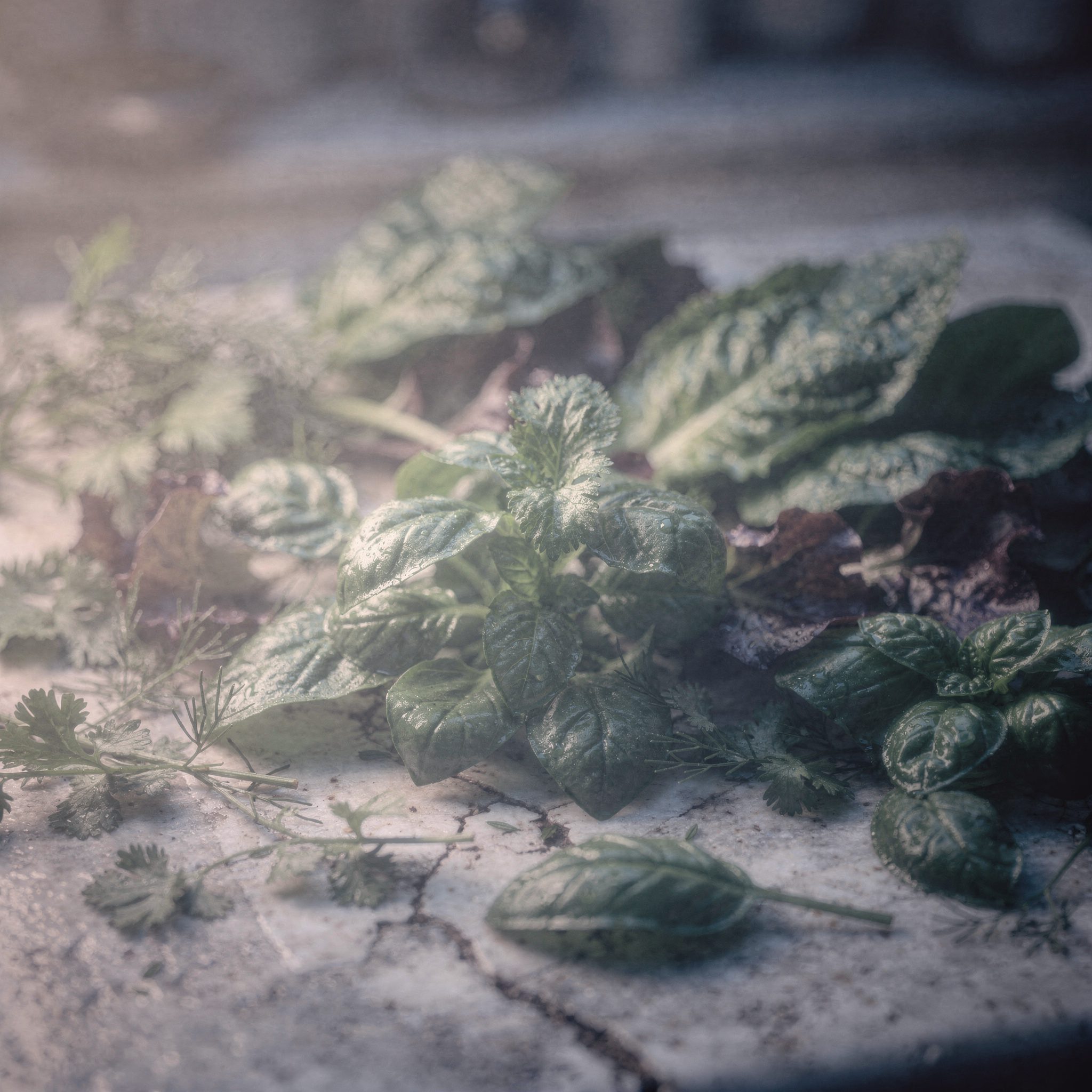 Cyclospora-Safe Kitchen: 5 Smart Ways to Wash Fresh Produce