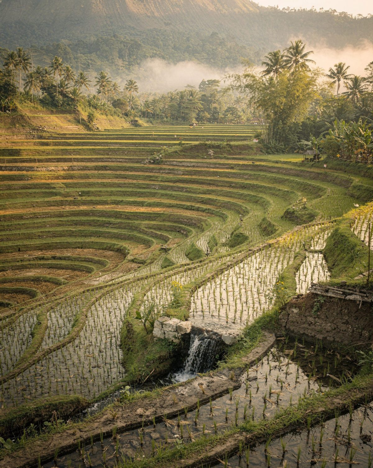 Bali Subak Terraces: 5 Ancient Water Wonders to Visit