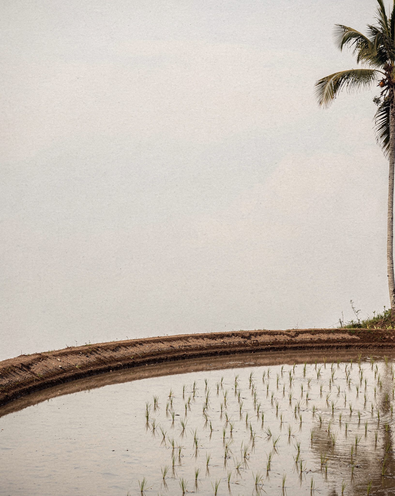 Bali's Subak Terraces: 5 Ancient Water Wonders Worth the Trip
