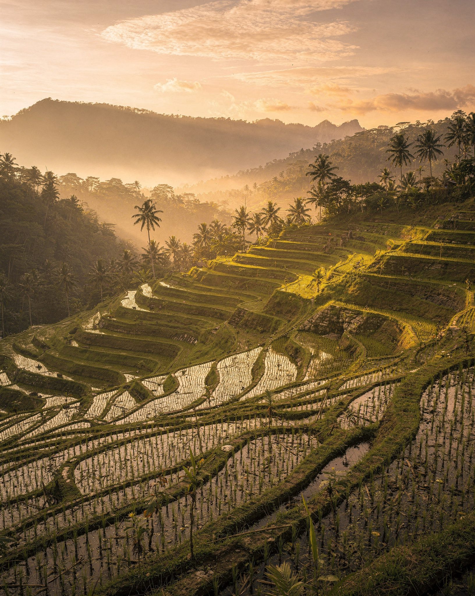 Bali's Subak Terraces: 5 Ancient Water Wonders Worth the Trip