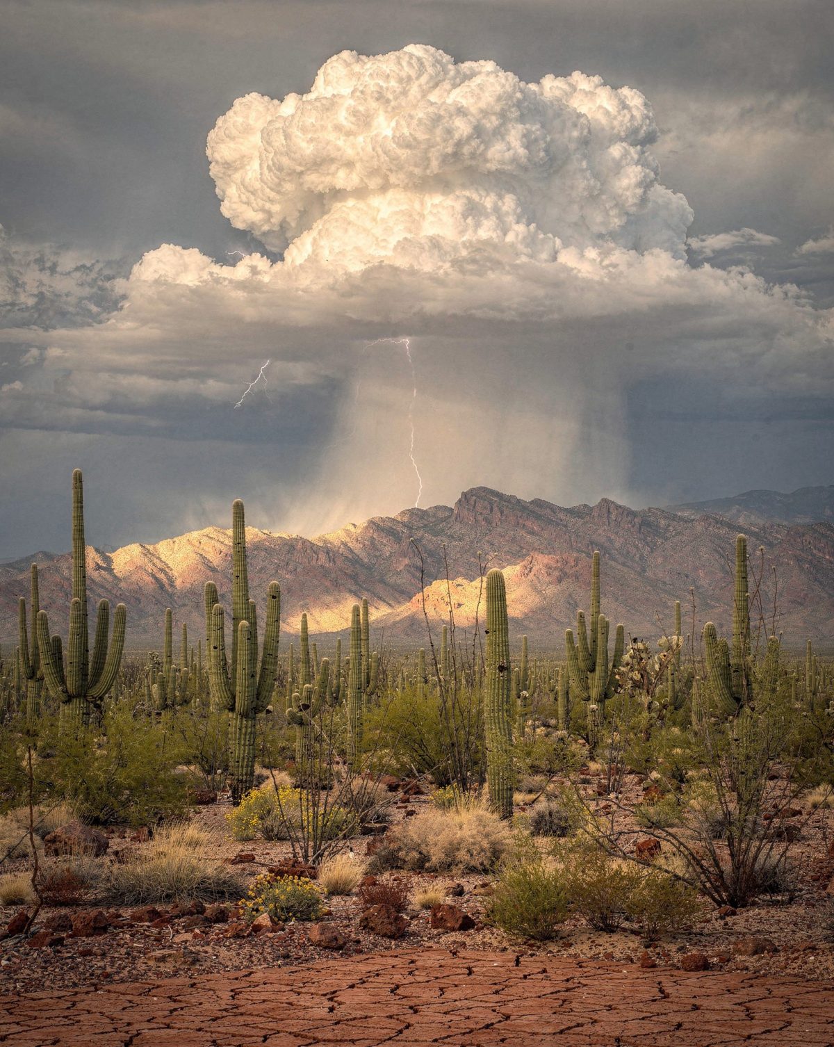 Sonoran Desert Monsoon: 6 Breathtaking Storm Wonders