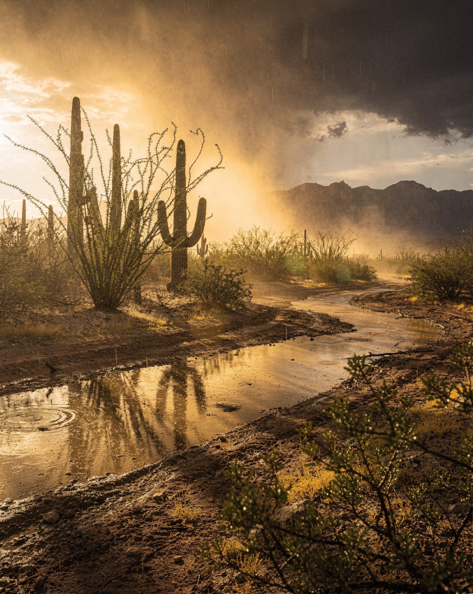Sonoran Desert Monsoon: 6 Breathtaking Storm Wonders Over Red Earth