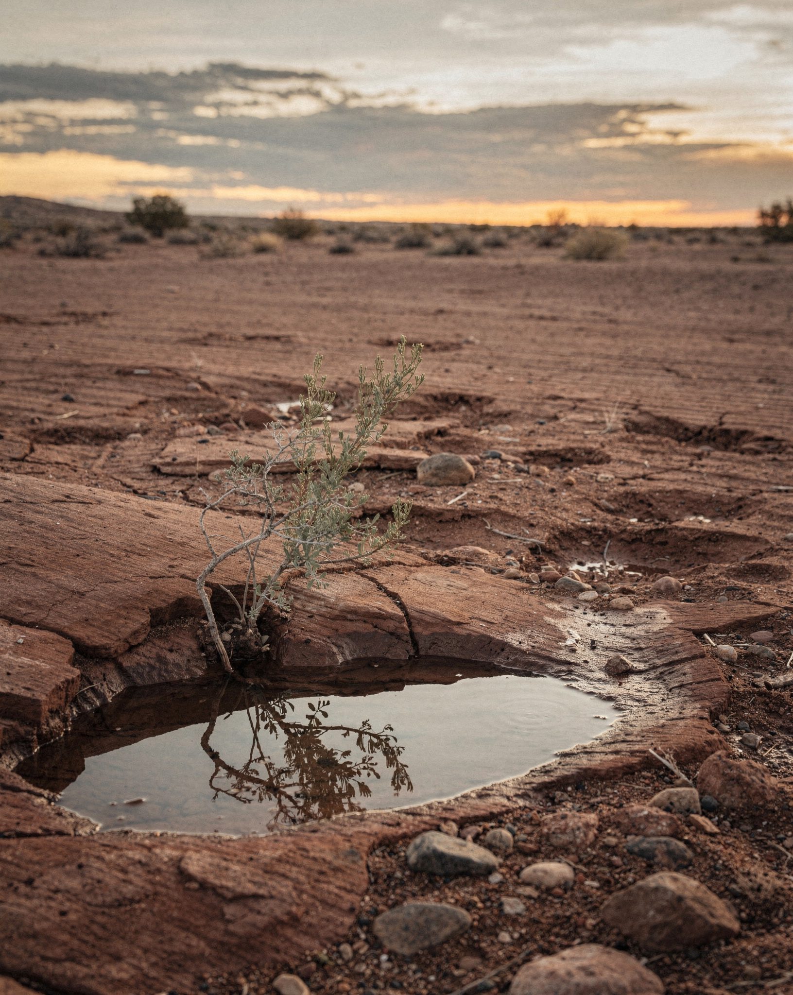 Sonoran Desert Monsoon: 6 Breathtaking Storm Wonders Over Red Earth